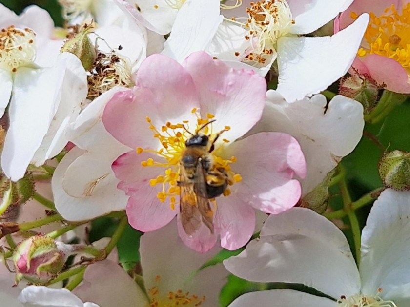 Humlebi i multifloraroserne