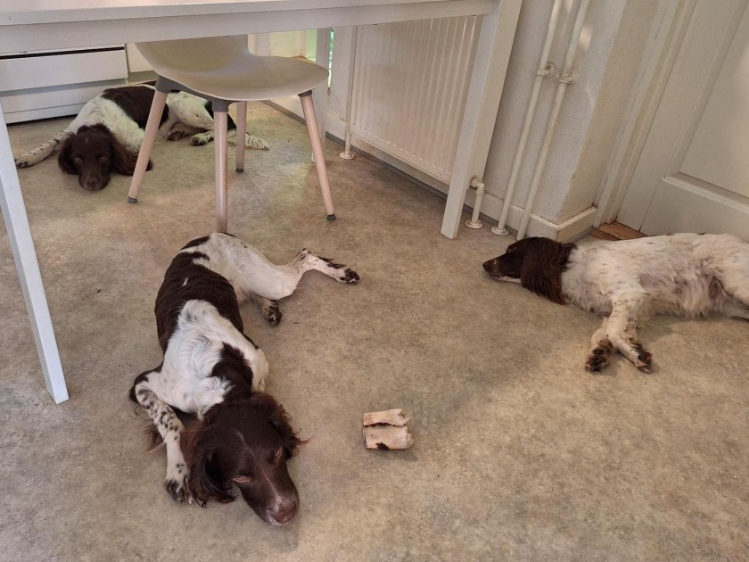 Varme hunde