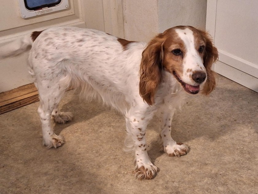Lille cockerspaniel