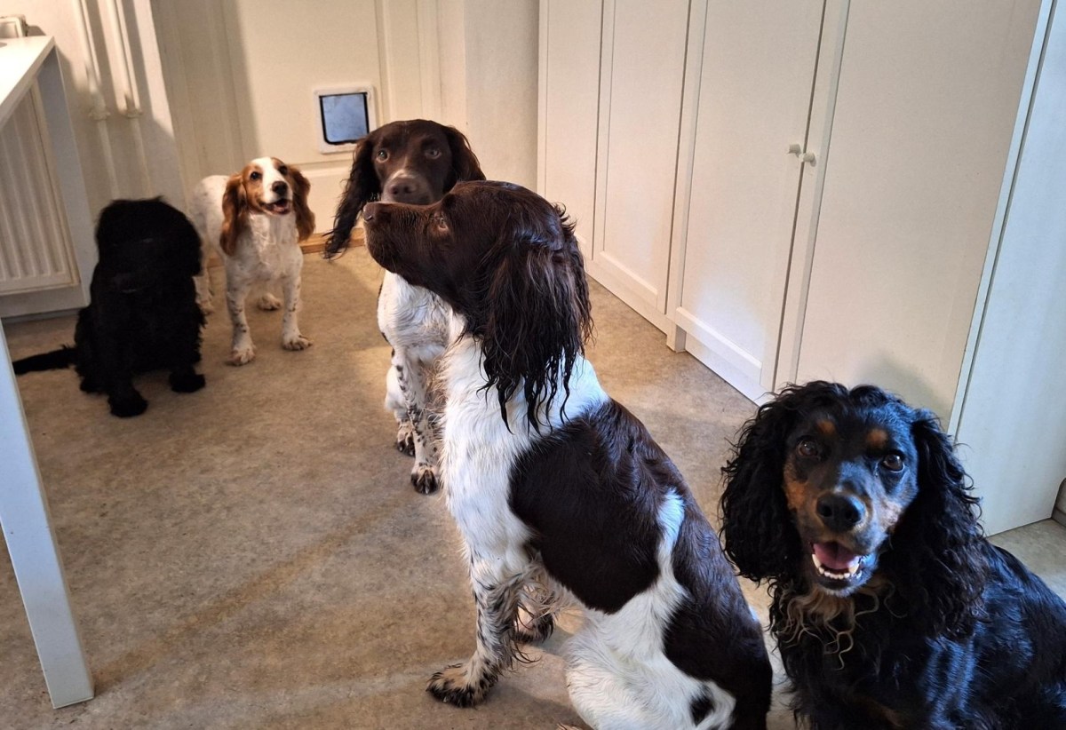 Våde hunde i køkkenet