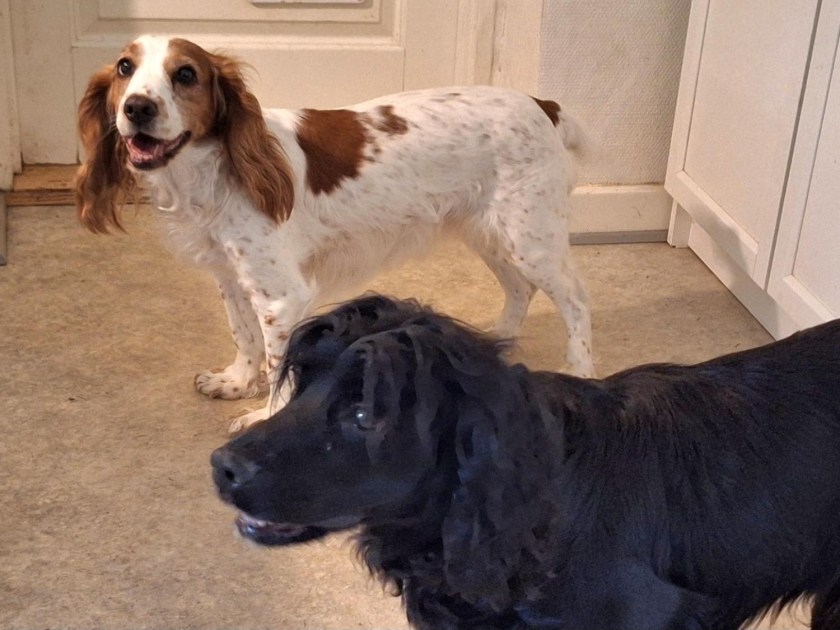 Cockerspaniels i køkkenet