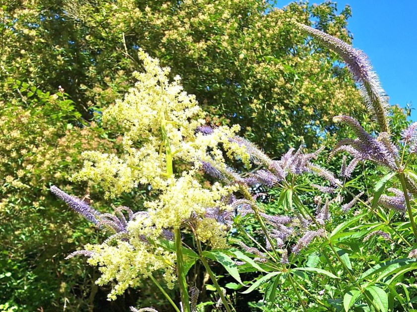 Blomst i parasolblad og virginsk ærenpris
