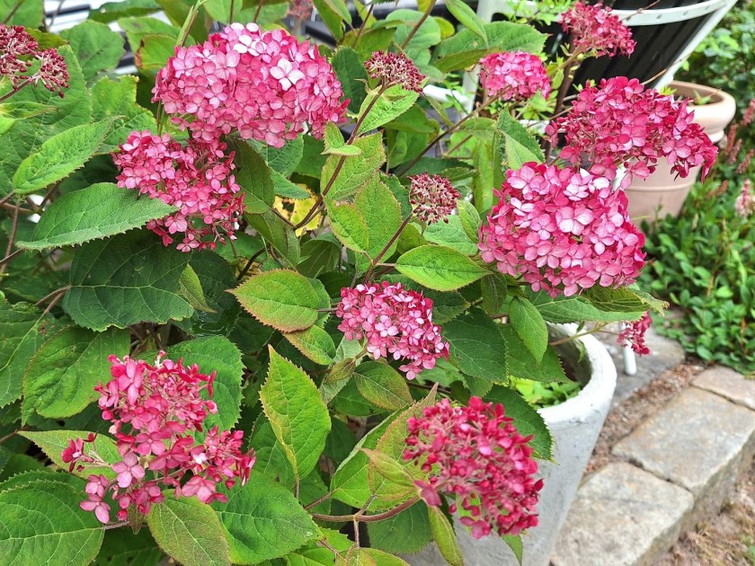 Pink Annebelle i krukke
