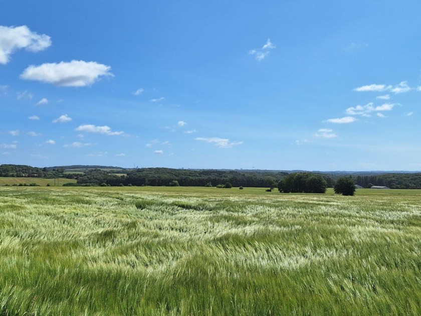Juli-stille, juli-grønt og&nbsp;juli-blomster