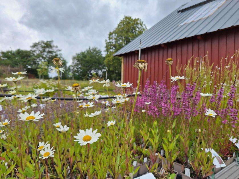 Staudestedet