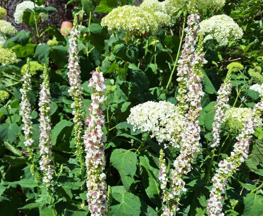 Kongelys og Annabelle hortensia