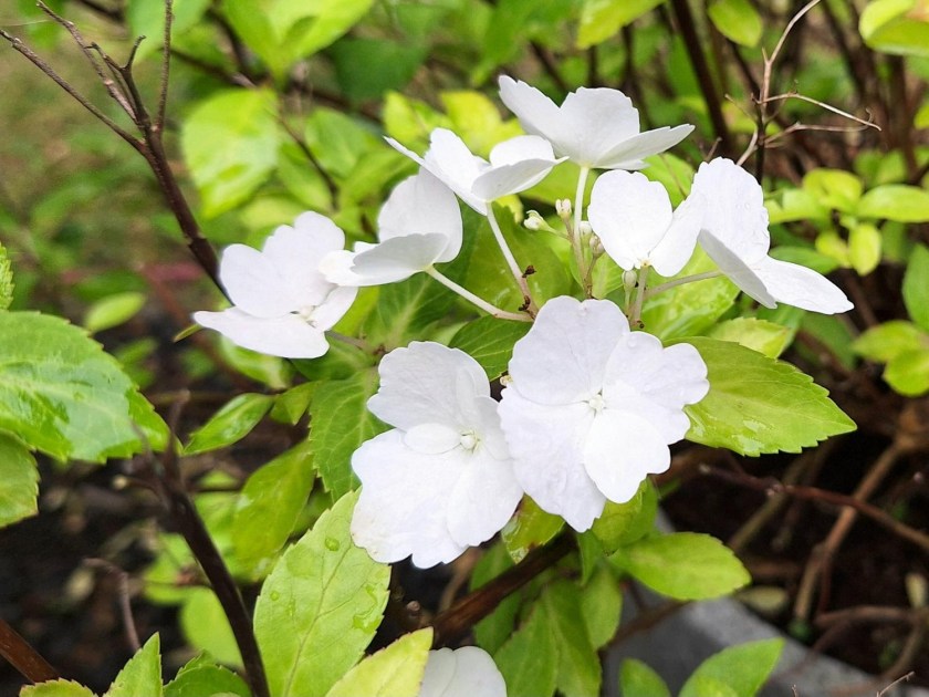 Runaway Bride hortensia