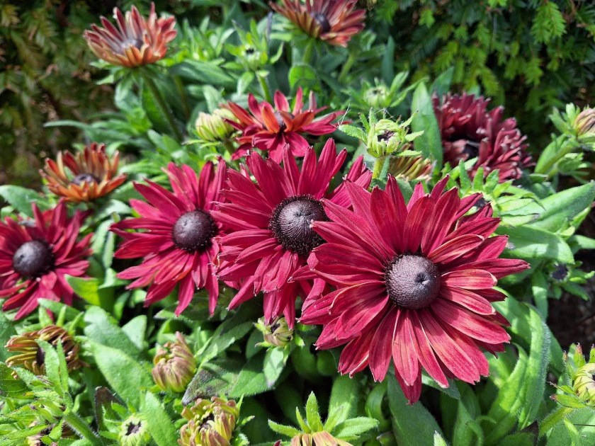 Rudbeckia Flamenco True Red