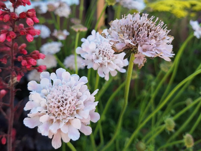 Scabiose columbaria Atalanta White