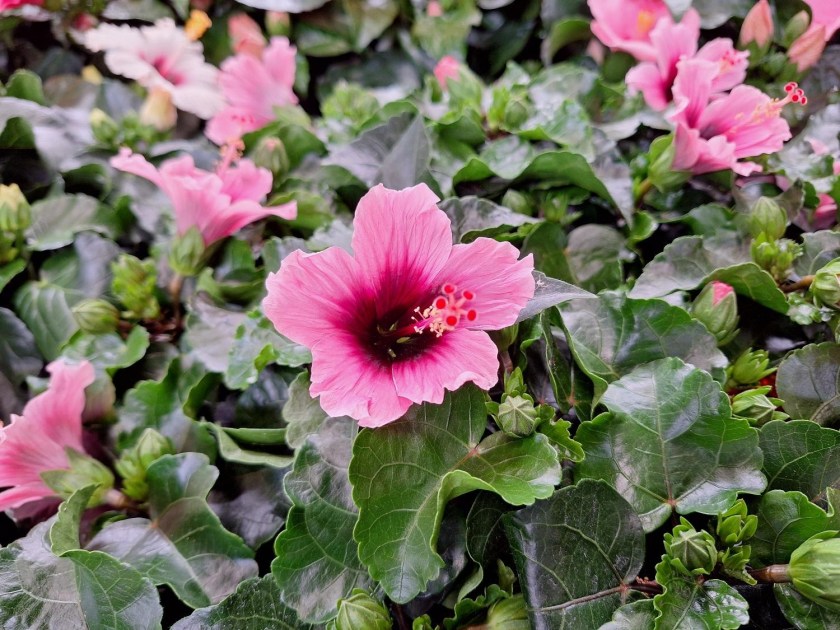 Forsøg med småblomstrende hibiscus