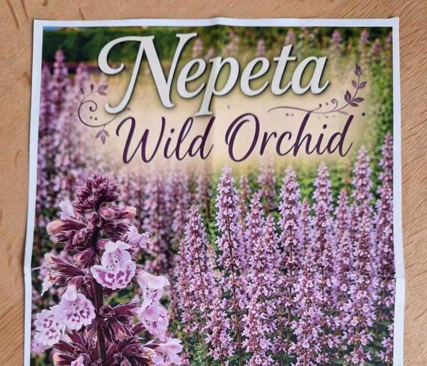 Nepeta Wild Orchid