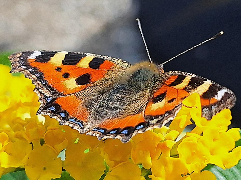 Sommerfugl i Lantana Havana Citrus