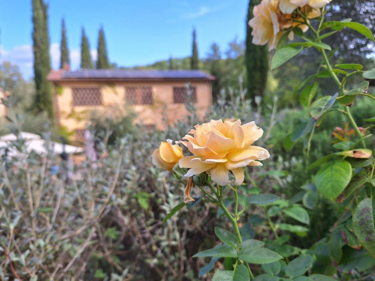 La Pimpinilla di Semifonte