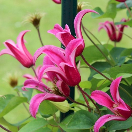 Clematis Princess Diana