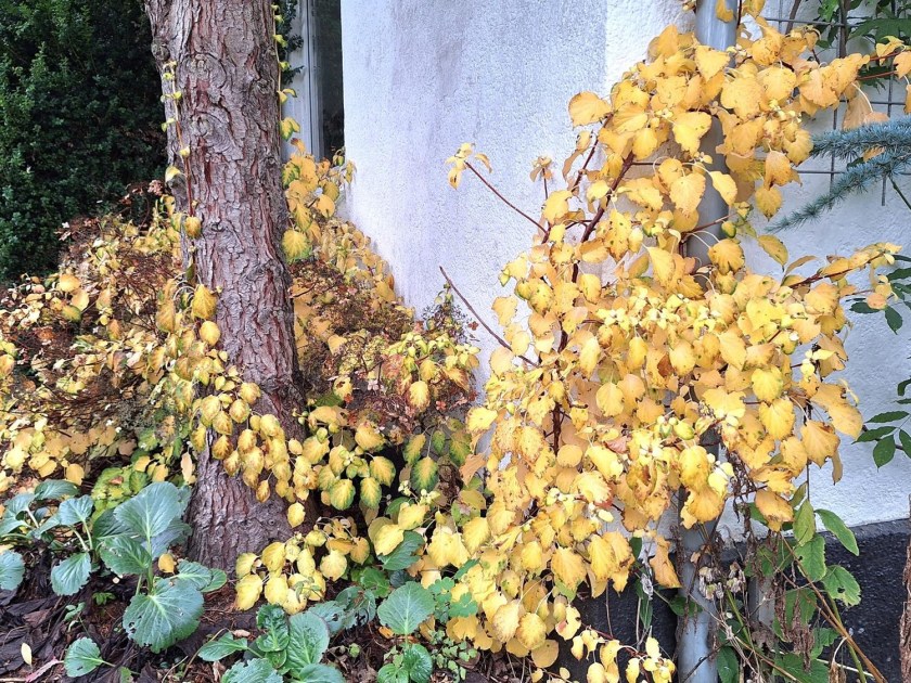 Klatrehortensia i efterårsdragt